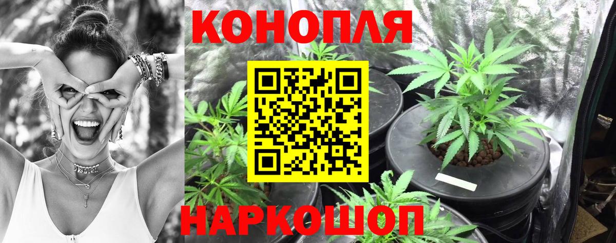 Бошки Шишки гибрид Шарыпово